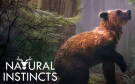 Скриншот №0 из Natural Instincts: European Forest (Ранний доступ) (PC)