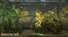 Скриншот №3 из Aquarist (PC)