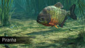 Скриншот №1 из Ultimate Fishing Simulator - Amazon River (PC)
