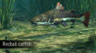 Скриншот №9 из Ultimate Fishing Simulator - Amazon River (PC)