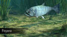 Скриншот №14 из Ultimate Fishing Simulator - Amazon River (PC)