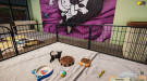 Animal Shelter - Puppies & Kittens DLC (PC) Скриншот №4 Скриншот №4 из Animal Shelter - Puppies & Kittens DLC (PC)