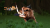 Скриншот №8 из Legend of Kay Anniversary (PC)