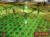 Скриншот №6 из Ascension to the Throne (PC)