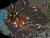 Скриншот №7 из Disciples Sacred Lands Gold (PC)
