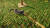 Animal Shelter (PC) Скриншот №1 Скриншот №1 из Animal Shelter (PC)