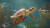 Planet Zoo 2 (PC) Скриншот №9 Скриншот №9 из Planet Zoo 2 (PC)